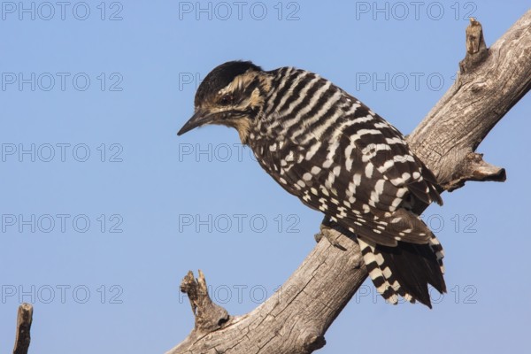 Ladder-backed Woodpecker Picoides scalaris Santa Rita Mountains, Santa Cruz County, Arizona, United States 7 September Adult Female Picidae