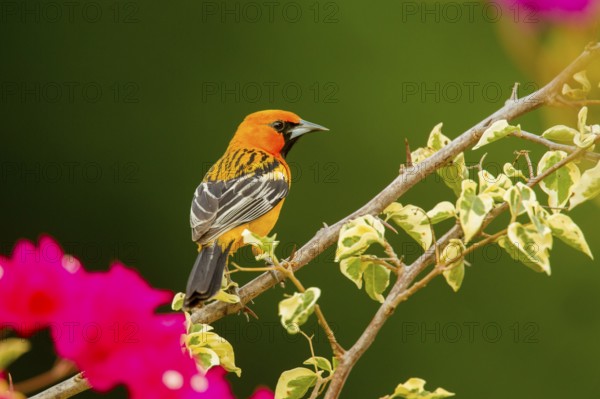 Streak-backed Oriole Icterus pustulatus microstictus El Tuito, Jalisco, Mexico 12 June Adult Male Icteridae