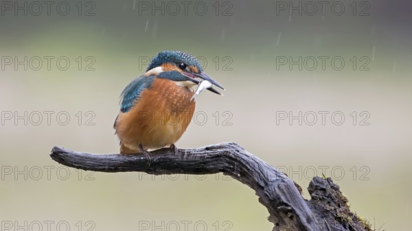 Common Kingfisher (Alcedo atthis) juvenile with fish prey in beak, Saxony-Anhalt, Germany