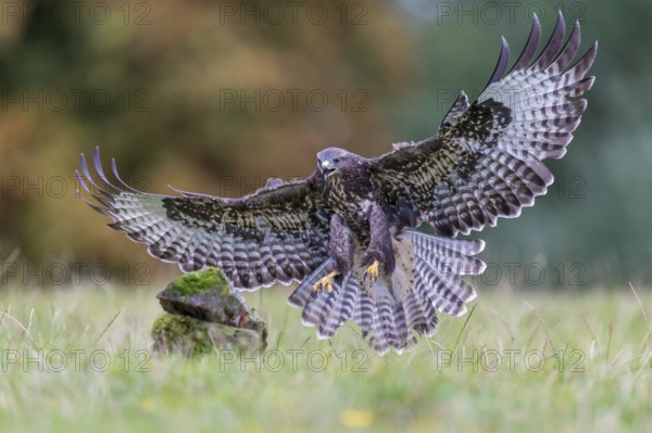 Common Buzzard (Buteo buteo) flying, Lower Saxony, Germany