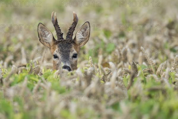 Western Roe Deer (Capreolus capreolus) buck in cornfield, Lower Saxony, Germany