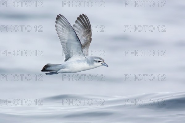 Fairy Prion (Pachyptila turtur) flying, Victoria, Australia