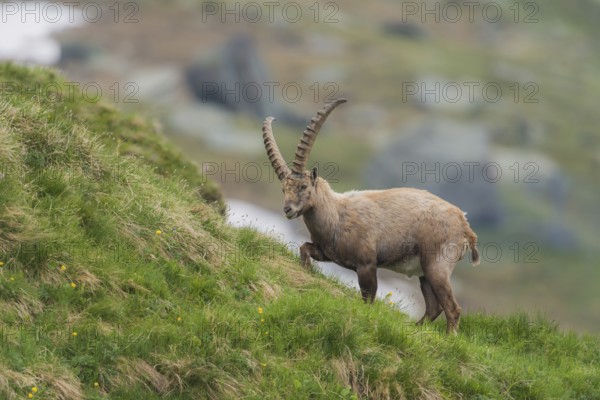 Steinbock in den hohen Tauern