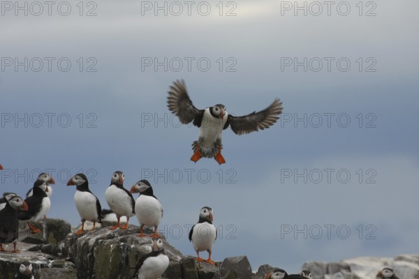 Atlantic Puffin (Fratercula arctica), Farne Islands, United Kingdom
