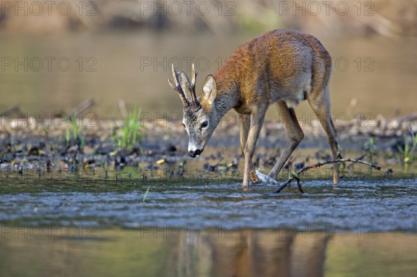 Western Roe Deer (Capreolus capreolus) buck in shallow water, Saxony-Anhalt, Germany