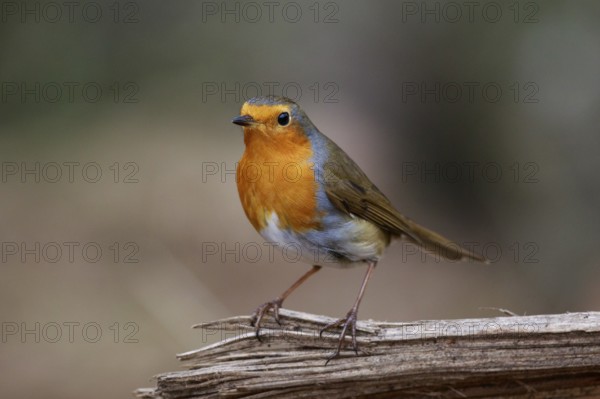 European Robin (Erithacus rubecula) perched on a branch, North Rhine-Westphalia, Germany