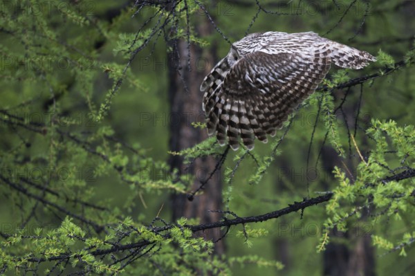 Ural Owl (Strix uralensis yenisseensis) flying, Lake Khuvsgul, Mongolia