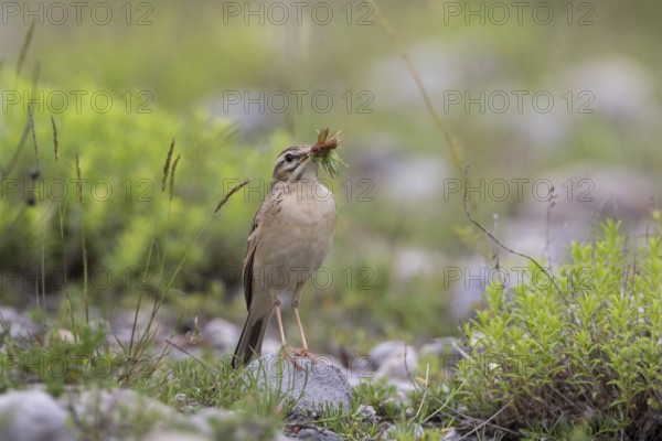 Tawny Pipit (Anthus campestris) carrying insect prey to feed young, Grobnik, Croatia