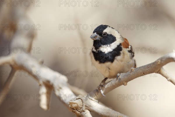 Cape Sparrow (Passer melanurus) male, Namibia