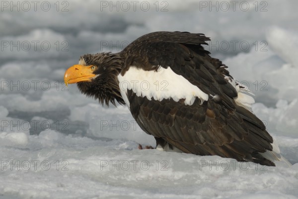 Steller's Sea Eagle (Haliaeetus pelagicus), Hokkaido, Japan