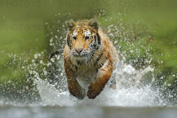 Tiger running in the water. Danger animal, tajga in Russia. Animal in the forest stream. Grey Stone, river droplet. Tiger with splash river water. Action wildlife scene with wild cat, nature habitat