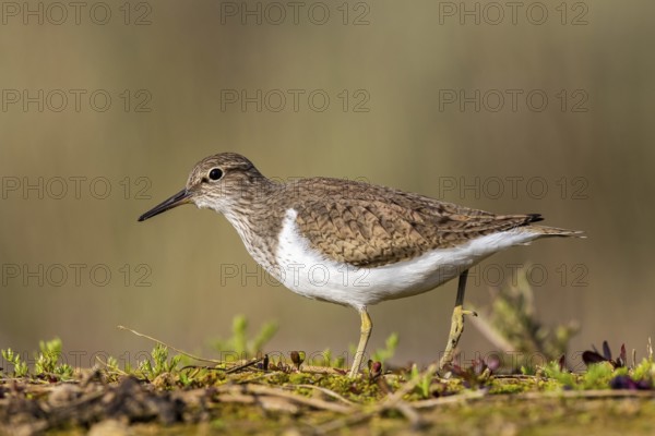 Common Sandpiper (Actitis hypoleucos), North Rhine-Westphalia, Germany