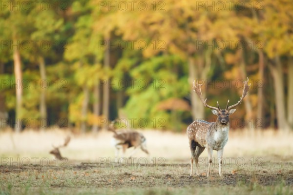 Damhirsche, Dama dama Fallow Deers, Dama dama