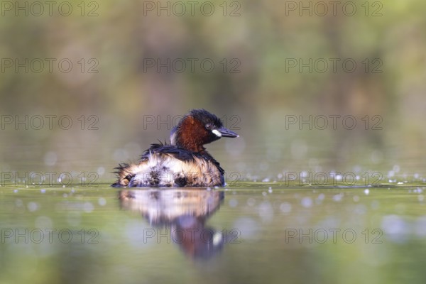 Little Grebe (Tachybaptus ruficollis), North Rhine-Westphalia, Germany