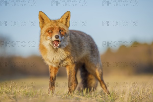 Rotfuchs, Vulpes vulpes Red Foxs, Vulpes vulpes