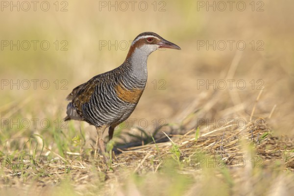 Buff-banded Rail (Gallirallus philippensis) male, Victoria, Australia