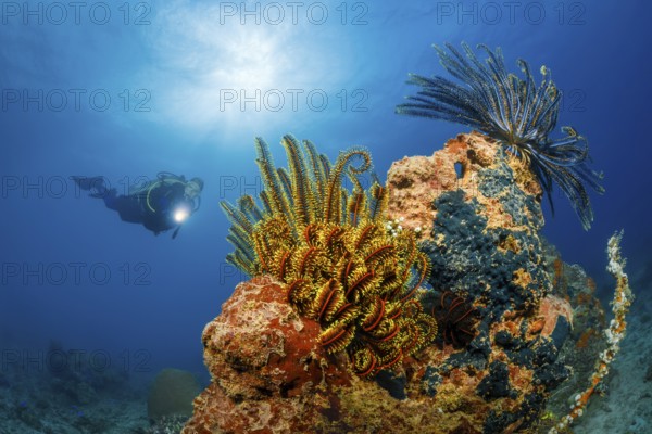 Haarsterne, Anneissia bennetti Feather Stars, Anneissia bennetti