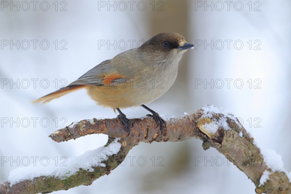 Siberian Jay (Perisoreus infaustus) perched on a branch, Lapland, Finland