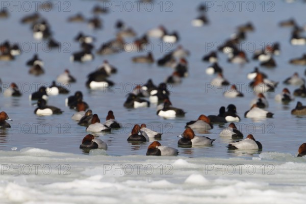 Tufted Duck & Common Pochard (Aythya fuligula & Aythya ferina), Thurgovia, Switzerland, TUDU, AYTFUL, COPO, AYTFER