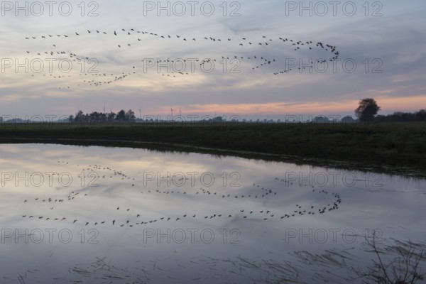 Common Crane (Grus grus), Lower Saxony, Germany