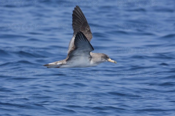 Scopoli's Shearwater (Calonectris diomedea) flying, Mallorca, Spain