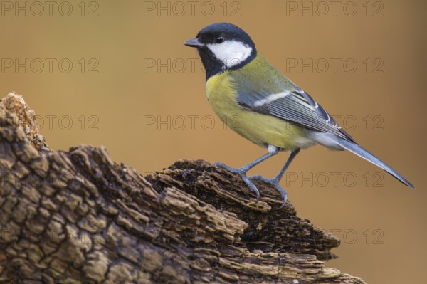 Great Tit (Parus major), Lower Saxony, Germany