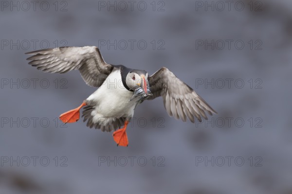 Atlantic Puffin (Fratercula arctica) flying, Iceland