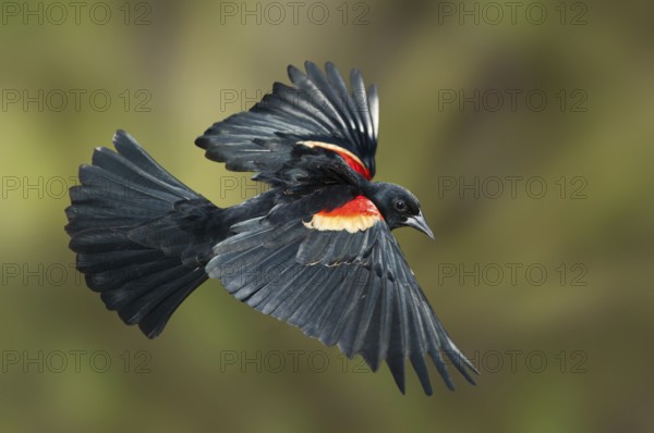 Red-winged Blackbird (Agelaius phoeniceus) male flying, Texas, USA