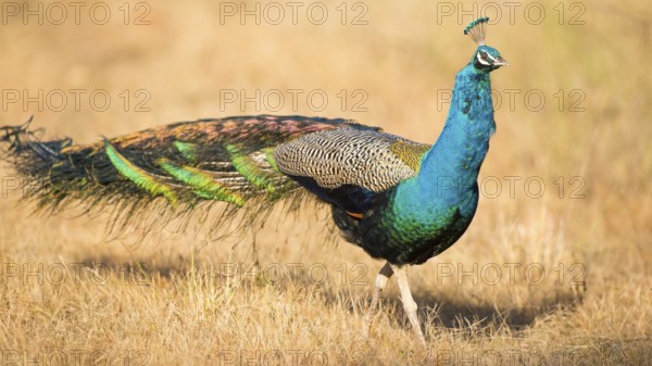 Indian Peafowl (Pavo cristatus) male, Kanha National Park, India