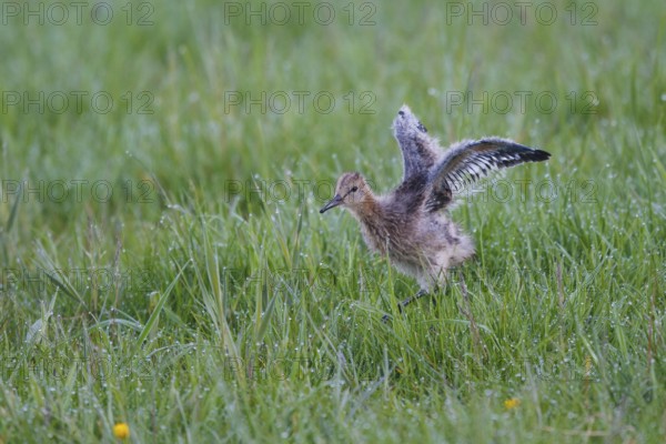 Black-tailed Godwit (Limosa limosa) juvenile, Netherlands