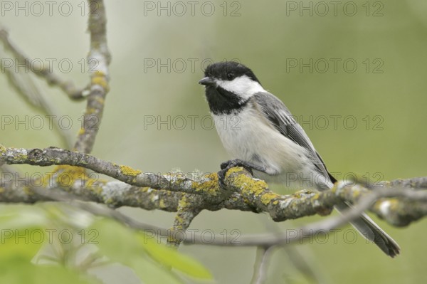 Black-capped Chickadee (Poecile atricapillus), Maine, USA