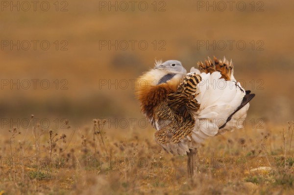 Great Bustard (Otis tarda) male, La Serena, Spain