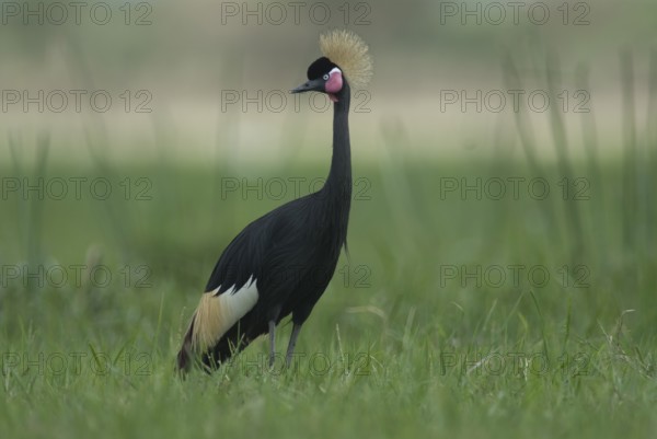 Black Crowned Crane (Balearica pavonina), Lake Shalla, Ethiopia