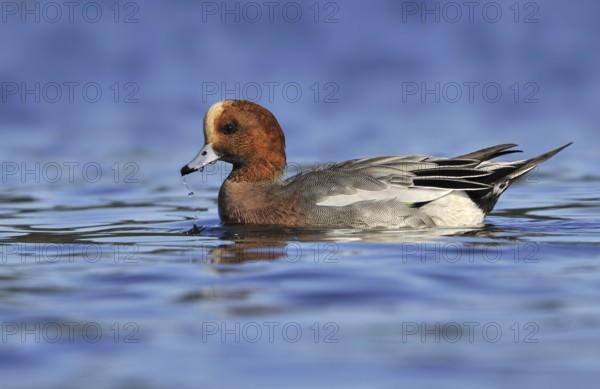 Eurasian Wigeon (Mareca penelope) male, British Columbia, Canada