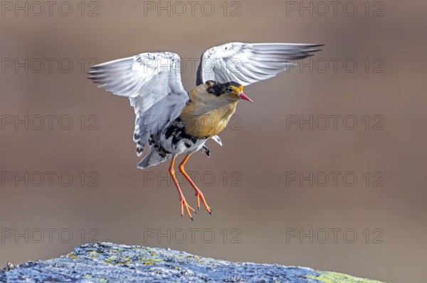 Ruff (Calidris pugnax) territorial male in breeding plumage displaying by jumping during courtship display at lek in spring, Scandinavia