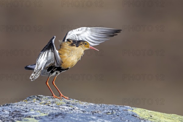 Ruff (Calidris pugnax) territorial male in breeding plumage displaying by flapping wings during courtship display at lek in spring, Scandinavia
