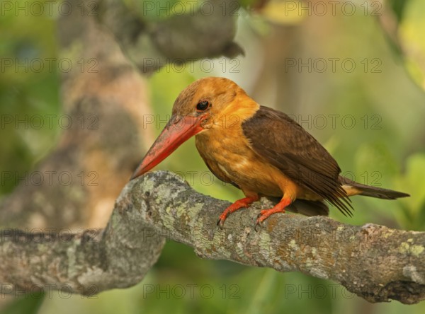 Brown-winged Kingfisher (Pelargopsis amauroptera) male perched on a branch, West Bengal, India