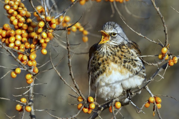 Fieldfare (Turdus pilaris) feeding on berries of Common sea buckthorn (Hippophae rhamnoides), Mecklenburg-Western Pomerania, Germany