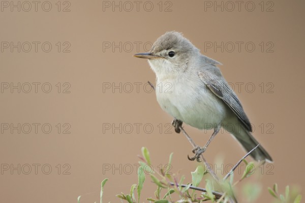 Uppchers Warbler - Dornspötter - Hippolais languida, Kyrgyzstan
