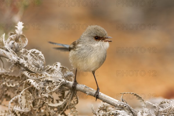 Blue-breasted Fairywren (Malurus pulcherrimus) female, Western Australia, Australia
