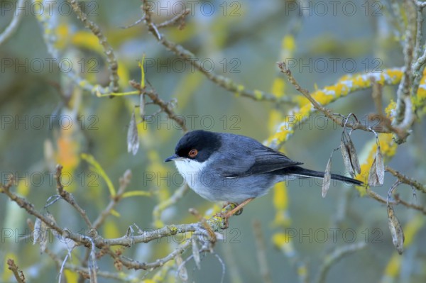 Sardinian Warbler (Sylvia melanocephala) male perched on a branch, Andalusia, Spain