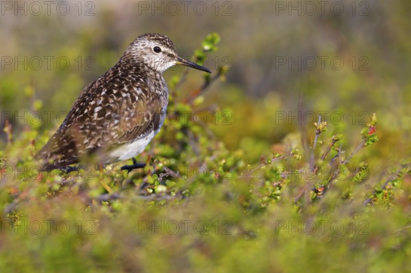 Bruchwasserläufer, Wood Sandpiper, Tringa glareola, Chevalier sylvain, Andarríos Bastardo