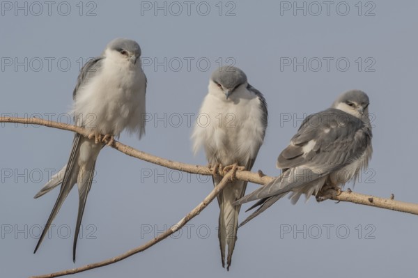Scissor-tailed Kite (Chelictinia riocourii) group of three perched in tree, Senegal