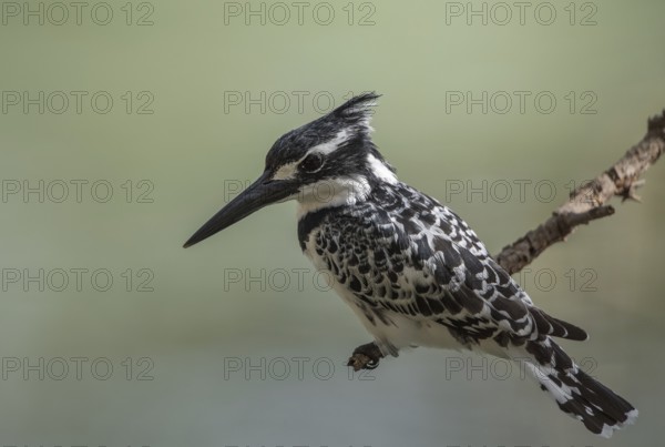 Pied Kingfisher (Ceryle rudis) female perched on a branch, Thies, Senegal