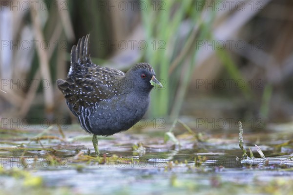 Australian Crake (Porzana fluminea) foraging, Victoria, Australia