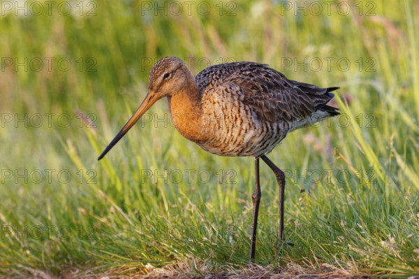 Black-tailed Godwit (Limosa limosa), Netherlands