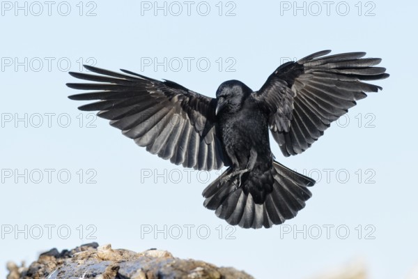 Northwestern Crow (Corvus caurinus) flying, Alaska, USA