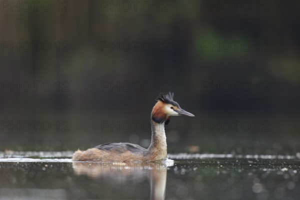 Great Crested Grebe (Podiceps cristatus), North Rhine-Westphalia, Germany
