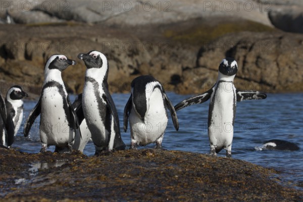 African Penguin (Spheniscus demersus) group on beach, South Africa