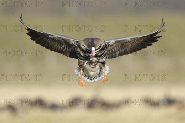 Greater White-fronted Goose (Anser albifrons) landing, North Rhine-Westphalia, Germany